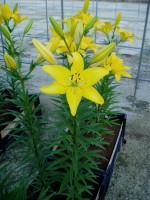 [1627 CEBDazzel No02.JPG]